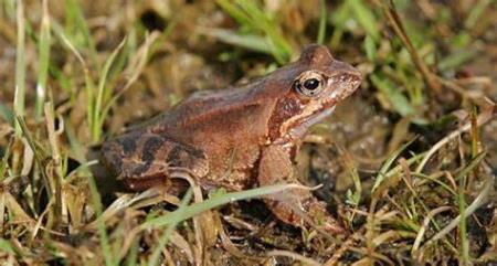 4 marec Žaba Sekulja ogrožena vrsta (002)